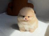 Persikinis Mini boo berniukas pomeranas - nuotraukos Nr. 7