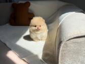 Persikinis Mini boo berniukas pomeranas - nuotraukos Nr. 8