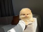 Persikinis Mini boo berniukas pomeranas - nuotraukos Nr. 9
