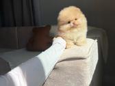 Persikinis Mini boo berniukas pomeranas - nuotraukos Nr. 10
