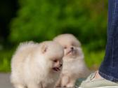 Persikinis Mini boo berniukas pomeranas - nuotraukos Nr. 11