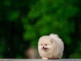 Persikinis Mini boo berniukas pomeranas - nuotraukos Nr. 12