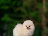 Persikinis Mini boo berniukas pomeranas - nuotraukos Nr. 13