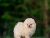 Persikinis Mini boo berniukas pomeranas - nuotraukos Nr. 14