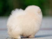Persikinis Mini boo berniukas pomeranas - nuotraukos Nr. 15