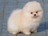 Persikinis Mini boo berniukas pomeranas - nuotraukos Nr. 16