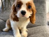 Kavalieriaus karaliaus Karolio spanieliukai - nuotraukos Nr. 2
