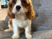 Kavalieriaus karaliaus Karolio spanieliukai - nuotraukos Nr. 6