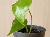 Monstera albo - nuotraukos Nr. 2