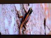Samsung Qe85q80ba 4k 120hz ispudingu 85 coliu Qled - nuotraukos Nr. 2