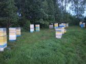 Bičių medus, Juozo Amšiejaus bitynas - nuotraukos Nr. 5