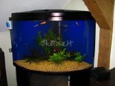 Jūriniai ir gėlavandeniai akvariumai Klaipėdoje - nuotraukos Nr. 8