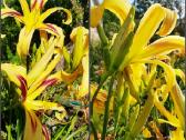 Daugiametės gėlės - Iris, Viendienės - nuotraukos Nr. 2
