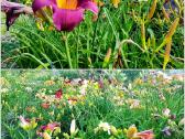 Daugiametės gėlės - Iris, Viendienės - nuotraukos Nr. 3