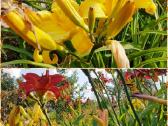 Daugiametės gėlės - Iris, Viendienės - nuotraukos Nr. 4