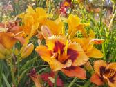 Daugiametės gėlės - Iris, Viendienės - nuotraukos Nr. 5