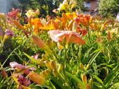 Daugiametės gėlės - Iris, Viendienės - nuotraukos Nr. 6