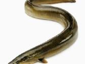 Ungurys, Mailius izuvinimui, zuvys izuvinimui - nuotraukos Nr. 4