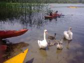 "Baltosios Ančios baidarės"