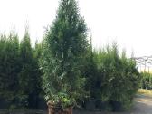 Parduodamos Tujos Smaragd 60 cm. 250 cm.