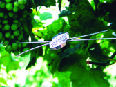 Gripple *Barbed Wire - Gripple Spygliuotai vielai - nuotraukos Nr. 11