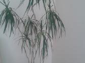 Parduodama dracena | Skelbiu.lt Parduodama dracena