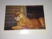 Puma iš Kauno zoologijos sodo 1975m"vaga"atvirutė