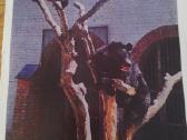 Himalajų Meška iš Kauno zoologijos sodo 1975 Vaga