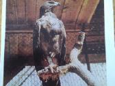 Stepinis Erelis iš Kauno zoologijos sodo 1975 Vaga