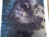 Ruonis Ilgasnukis iš Kauno zoologijos sodo 1975 Va