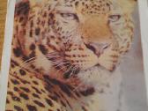 Leopardas iš Kauno zoologijos sodo 1975 Vagaatviru