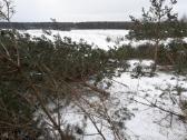 Apleistų sklypų tvarkymas.sodo sklypų valymas - nuotraukos Nr. 3