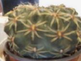 Įvairūs kaktusai ir stambiažiedė stapelija - nuotraukos Nr. 7