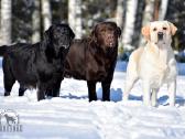 Labradorų veislynas "Burbonas"! - nuotraukos Nr. 34