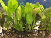 Akvariumines zuvytes, gyvi augalai, maistas - nuotraukos Nr. 6