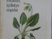 Flora - nuotraukos Nr. 8