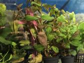 Akvariumai, maistas, iranga - nuotraukos Nr. 6