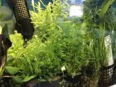 Akvariumines zuvytes, gyvi augalai, maistas - nuotraukos Nr. 5