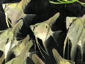 Akvariumines zuvytes, gyvi augalai, maistas - nuotraukos Nr. 2