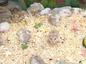 Pjuvenos pakratams. Kraikas. "Animal bedding" - nuotraukos Nr. 3