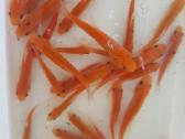 Lynai - Geltonai-oranžiniai. Domeikava. - nuotraukos Nr. 3 | Skelbiu.lt Lynai - Geltonai-oranžiniai. Domeikava. - nuotraukos Nr. 3