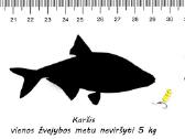 Lipdukas - liniuotė žuvims matuoti - nuotraukos Nr. 2