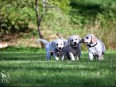 Labradorų veislynas "Burbonas"! - nuotraukos Nr. 11