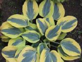 Parduodu melsves (hosta) ir pavėsio augalus - nuotraukos Nr. 9
