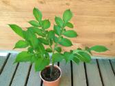 Lavongėlė Amorfofalas Amorphophallus Konjac