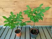 Lavongėlė Amorfofalas Amorphophallus Konjac - nuotraukos Nr. 3