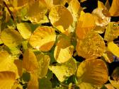 Pukenis Golden Spirit - nuotraukos Nr. 11