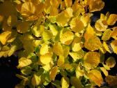 Pukenis Golden Spirit - nuotraukos Nr. 17