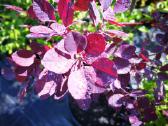 Pukenis Royal Purple - nuotraukos Nr. 16