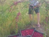 Amšiejaus Juozo vaismedžių, vaiskrūmių medelynas - nuotraukos Nr. 24